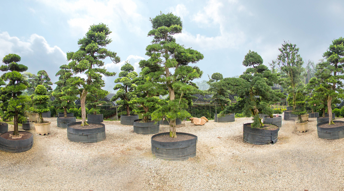 Tan Kok Leyong Nursery Sdn. Bhd.